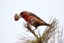 训交嘴雀视频,揭秘鸟类沟通的奇妙世界