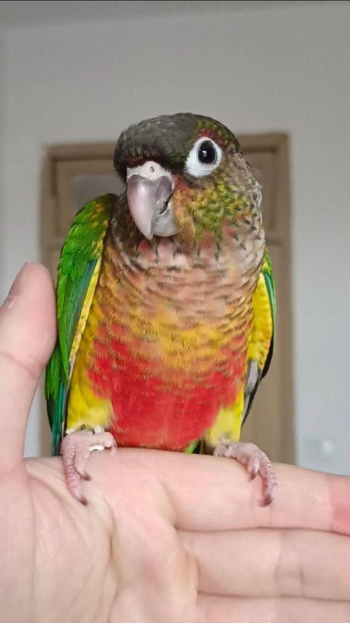 小太阳鹦鹉视频,萌动心灵的欢乐瞬间