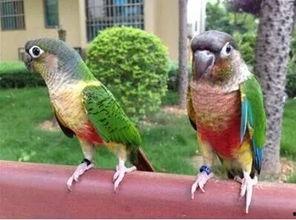 小太阳鹦鹉视频,萌动心灵的欢乐瞬间