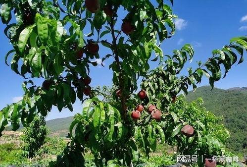 果树种植视频,视频教程解析与种植技巧揭秘