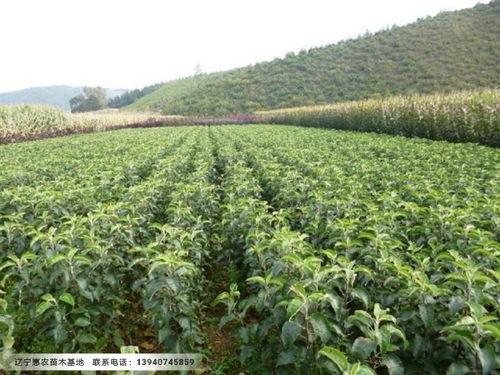 果树种植视频,视频教程解析与种植技巧揭秘