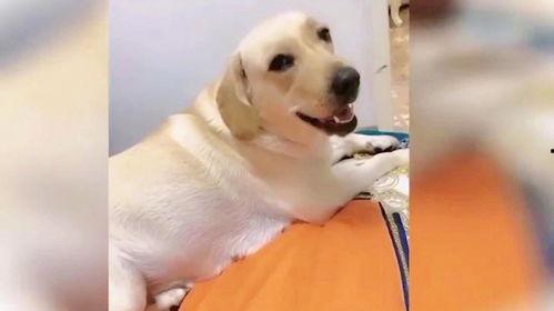 狗狗搞笑视频集锦,狗狗搞笑视频集锦大盘点