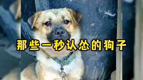 狗狗搞笑视频集锦,狗狗搞笑视频集锦大盘点
