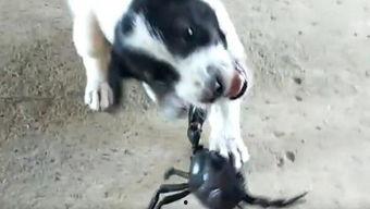 狗狗搞笑视频集锦,狗狗搞笑视频集锦大盘点