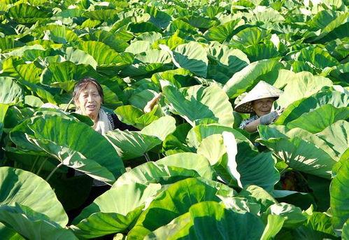 槟榔芋种植技术视频,槟榔芋种植技术要点解析