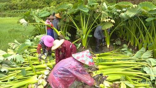 槟榔芋种植技术视频,槟榔芋种植技术要点解析