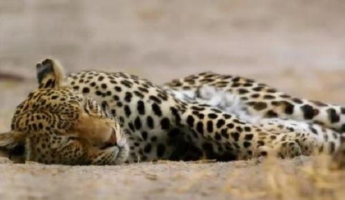 折豹子的视频,视频中的精彩瞬间与幕后故事