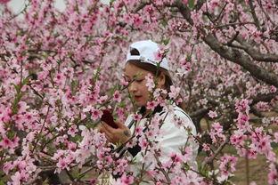桃花节视频,桃花节视频精彩瞬间回顾