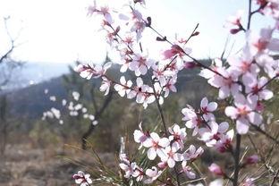 桃花节视频,桃花节视频精彩瞬间回顾